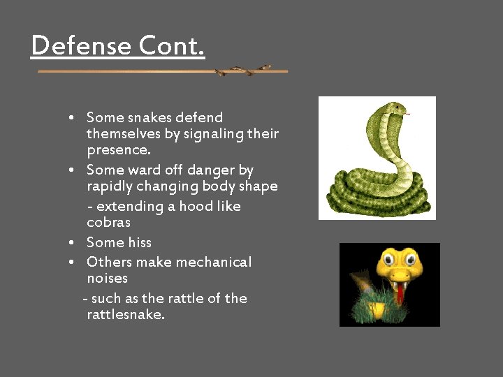 Defense Cont. • Some snakes defend themselves by signaling their presence. • Some ward
