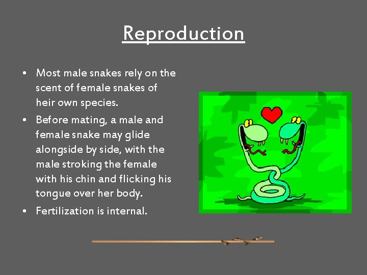 Reproduction • Most male snakes rely on the scent of female snakes of heir
