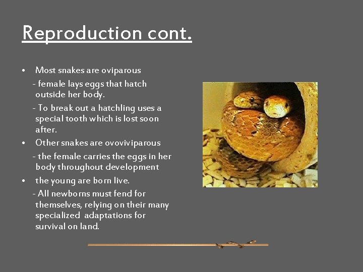 Reproduction cont. • Most snakes are oviparous - female lays eggs that hatch outside