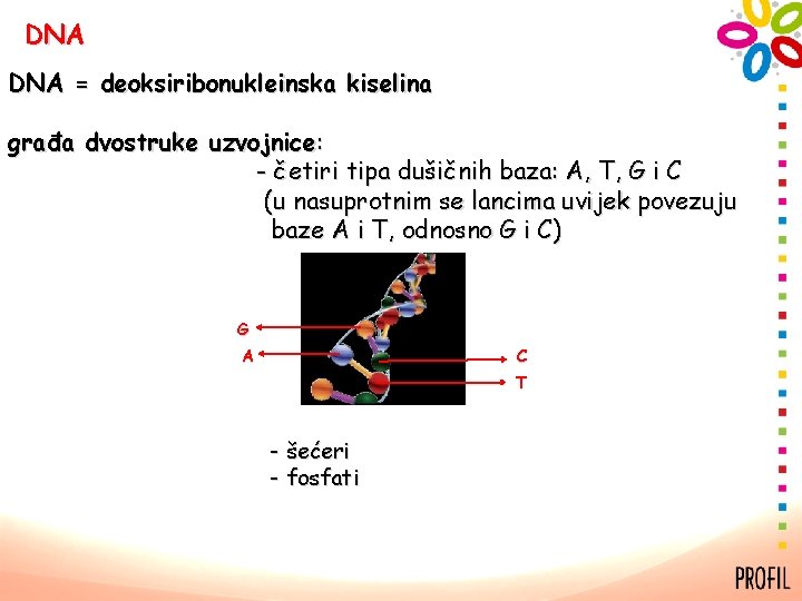 DNA = deoksiribonukleinska kiselina građa dvostruke uzvojnice: - četiri tipa dušičnih baza: A, T,