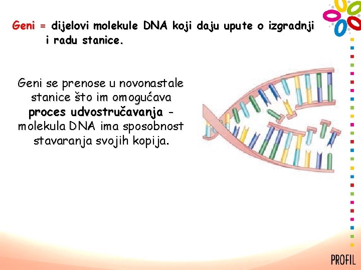 Geni = dijelovi molekule DNA koji daju upute o izgradnji i radu stanice. Geni