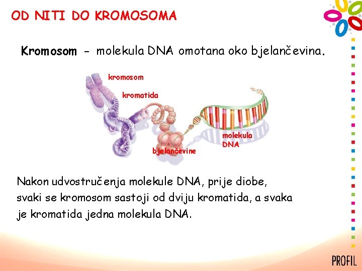 OD NITI DO KROMOSOMA Kromosom - molekula DNA omotana oko bjelančevina. kromosom kromatida bjelančevine