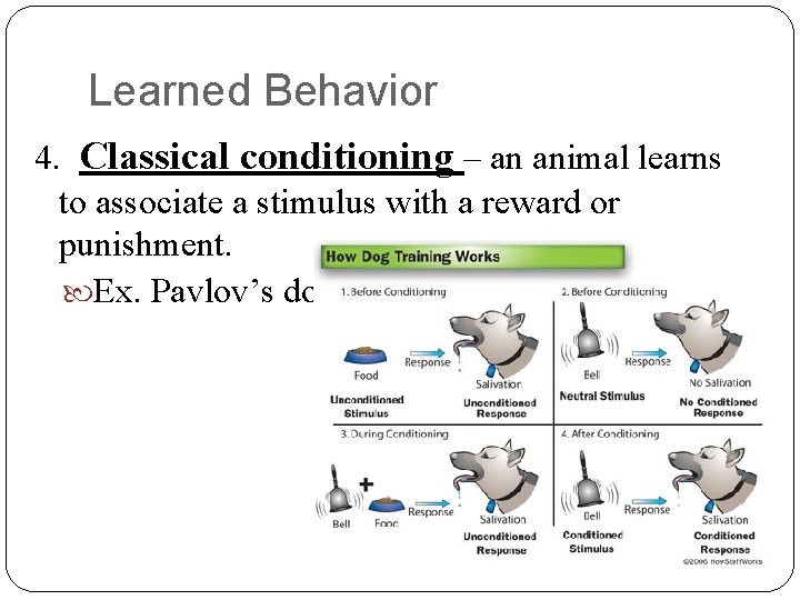 Learned Behavior 4. Classical conditioning – an animal learns to associate a stimulus with