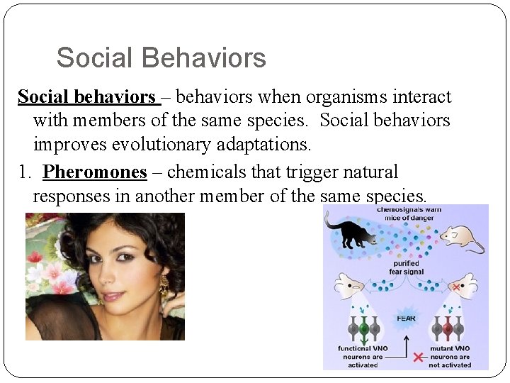 Social Behaviors Social behaviors – behaviors when organisms interact with members of the same