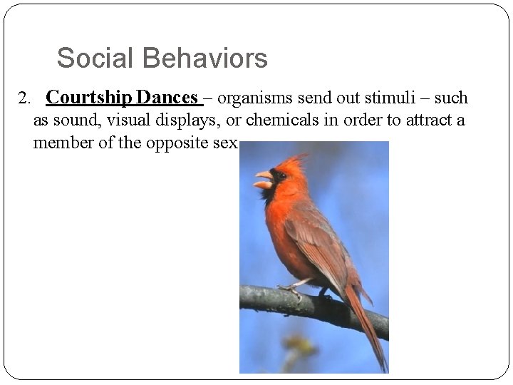 Social Behaviors 2. Courtship Dances – organisms send out stimuli – such as sound,