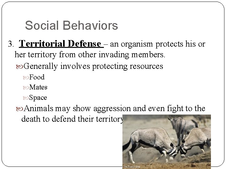 Social Behaviors 3. Territorial Defense – an organism protects his or her territory from