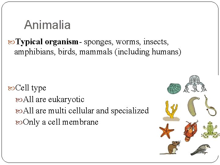 Animalia Typical organism- sponges, worms, insects, amphibians, birds, mammals (including humans) Cell type All