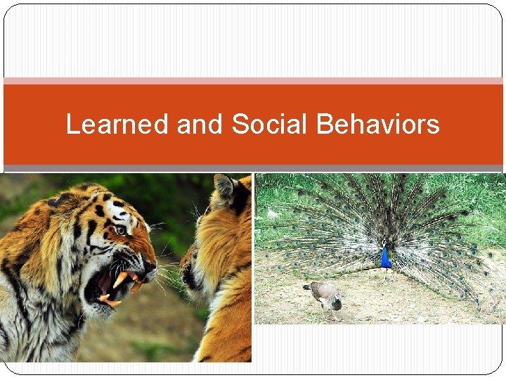 Learned and Social Behaviors 