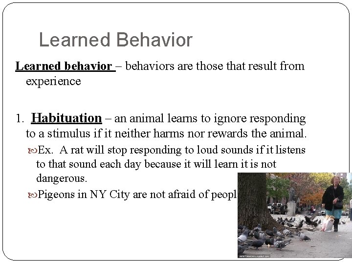 Learned Behavior Learned behavior – behaviors are those that result from experience 1. Habituation