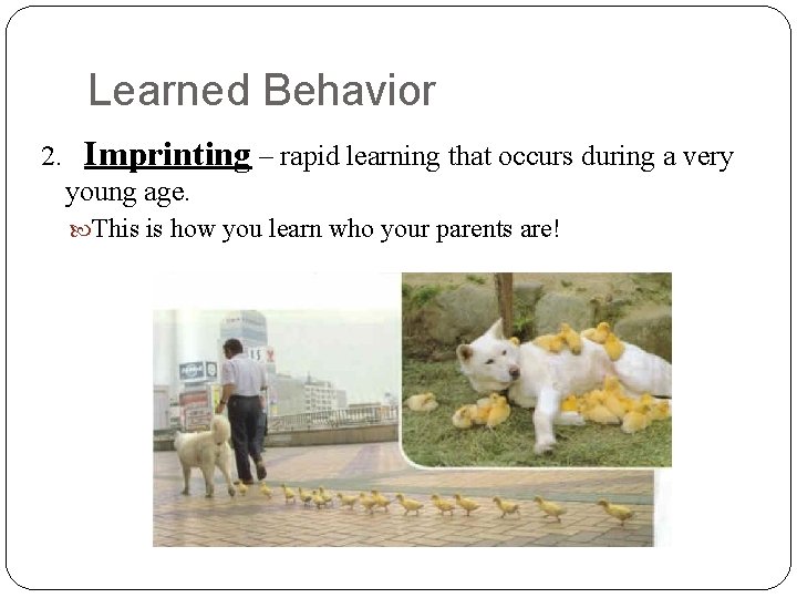Learned Behavior 2. Imprinting – rapid learning that occurs during a very young age.