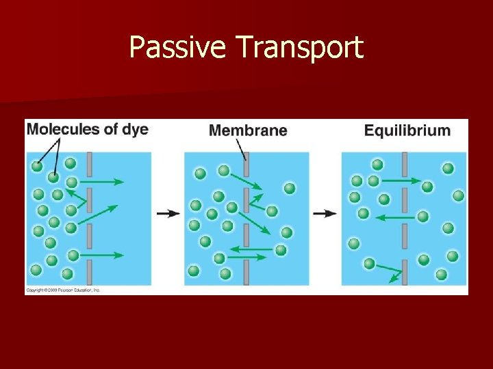 Passive Transport 