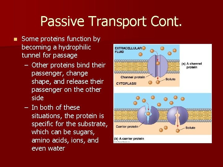 Passive Transport Cont. n Some proteins function by becoming a hydrophilic tunnel for passage