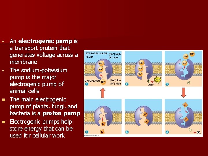  • • n n An electrogenic pump is a transport protein that generates