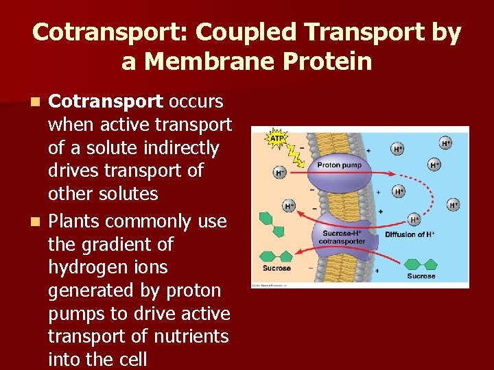 Cotransport: Coupled Transport by a Membrane Protein Cotransport occurs when active transport of a