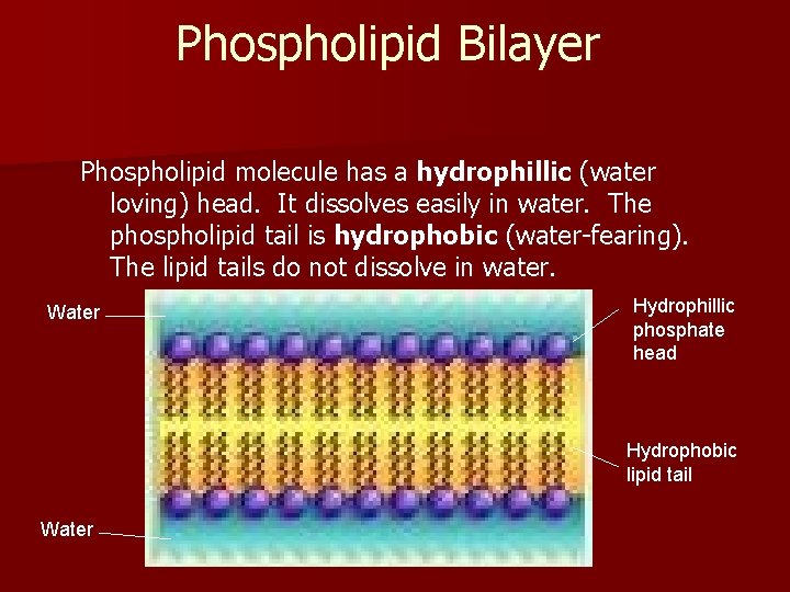 Phospholipid Bilayer Phospholipid molecule has a hydrophillic (water loving) head. It dissolves easily in