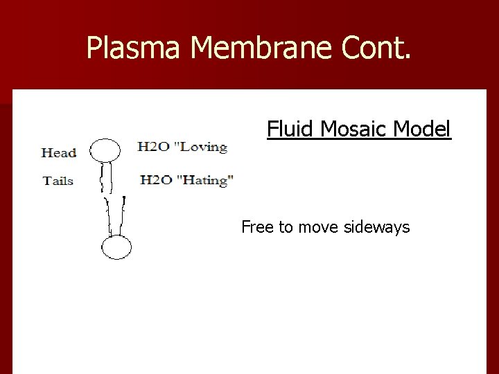 Plasma Membrane Cont. Fluid Mosaic Model Free to move sideways 