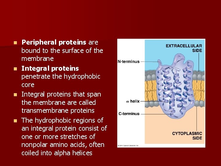 Peripheral proteins are bound to the surface of the membrane n Integral proteins penetrate