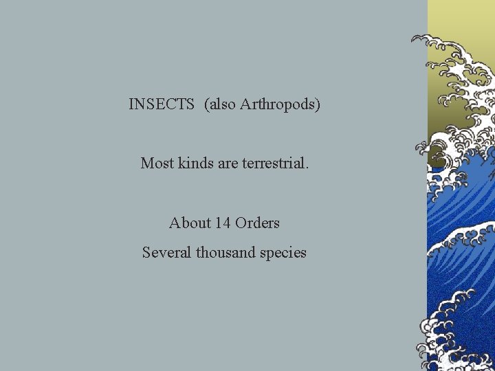 INSECTS (also Arthropods) Most kinds are terrestrial. About 14 Orders Several thousand species 