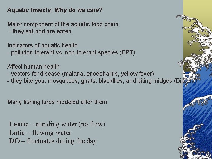 Aquatic Insects: Why do we care? Major component of the aquatic food chain -