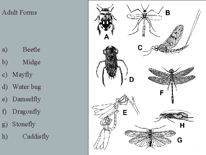 Adult Forms a) Beetle b) Midge c) Mayfly d) Water bug e) Damselfly f)