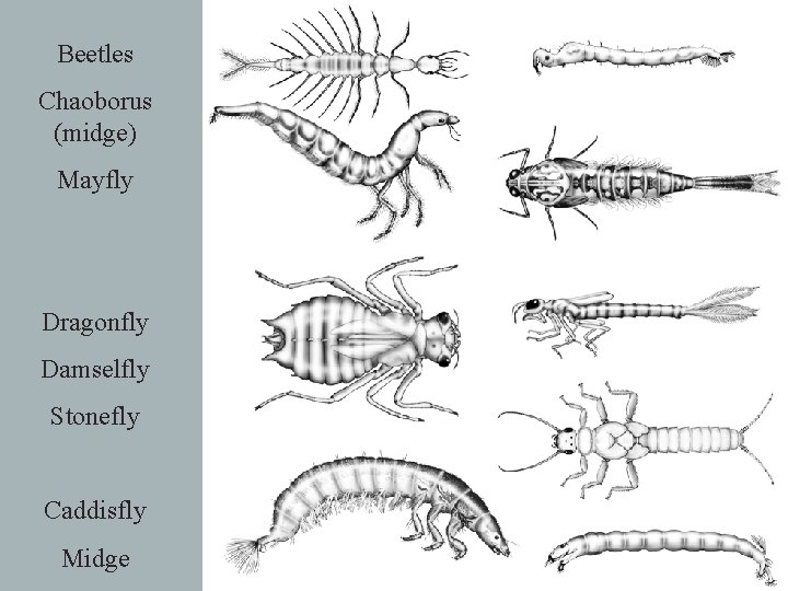 Beetles Chaoborus (midge) Mayfly Dragonfly Damselfly Stonefly Caddisfly Midge 