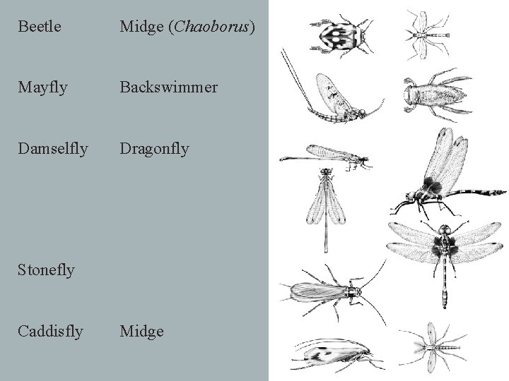 Beetle Midge (Chaoborus) Mayfly Backswimmer Damselfly Dragonfly Stonefly Caddisfly Midge 