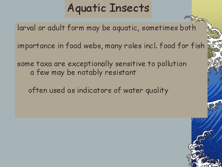 Aquatic Insects larval or adult form may be aquatic, sometimes both importance in food
