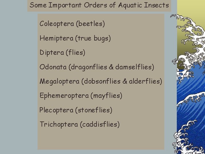 Some Important Orders of Aquatic Insects Coleoptera (beetles) Hemiptera (true bugs) Diptera (flies) Odonata