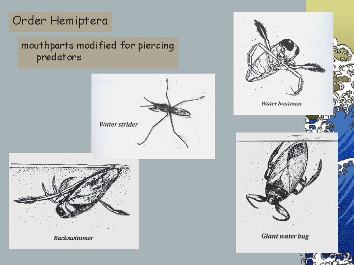 Order Hemiptera mouthparts modified for piercing predators 