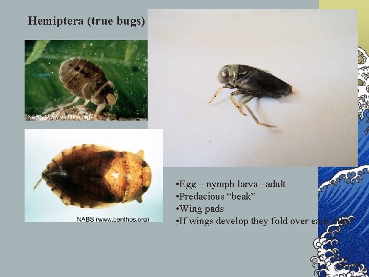 Hemiptera (true bugs) • Egg – nymph larva –adult • Predacious “beak” • Wing