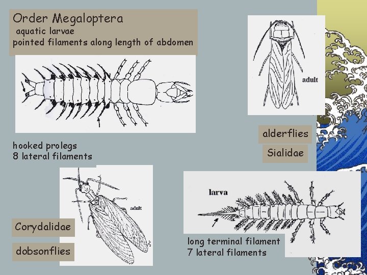 Order Megaloptera aquatic larvae pointed filaments along length of abdomen hooked prolegs 8 lateral