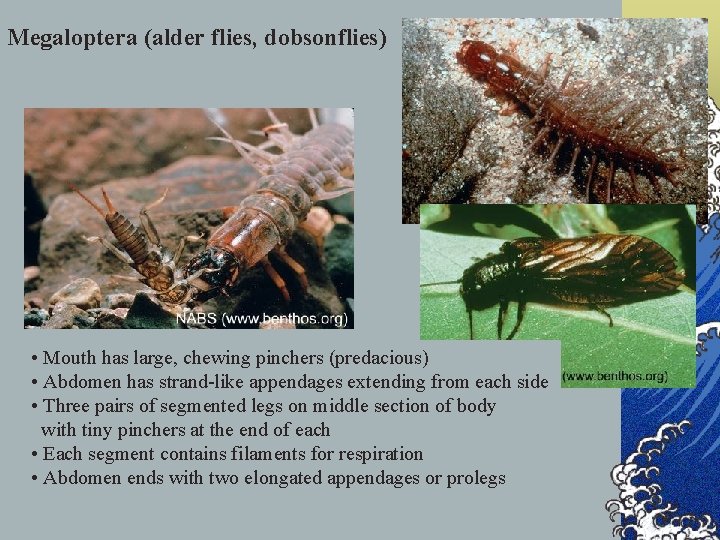 Megaloptera (alder flies, dobsonflies) • Mouth has large, chewing pinchers (predacious) • Abdomen has