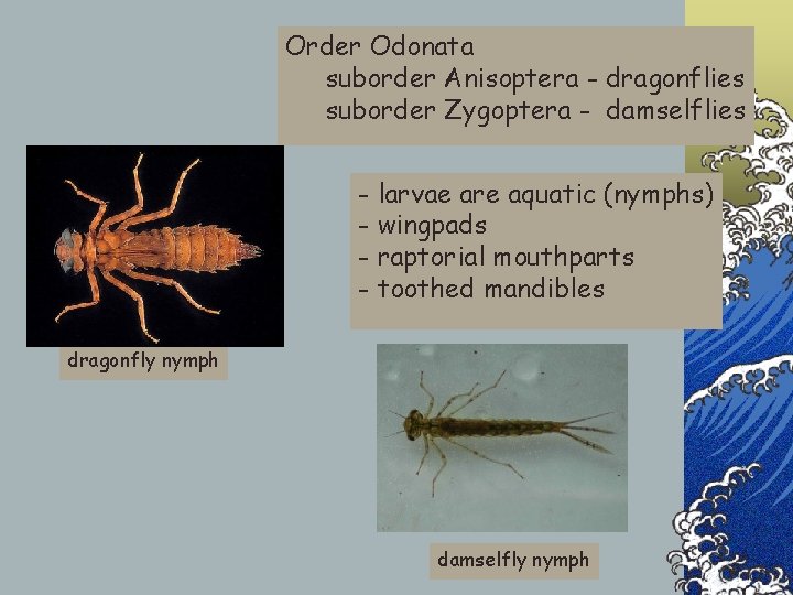 Order Odonata suborder Anisoptera - dragonflies suborder Zygoptera - damselflies - larvae are aquatic