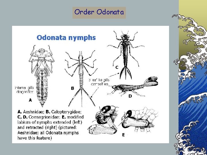 Order Odonata 