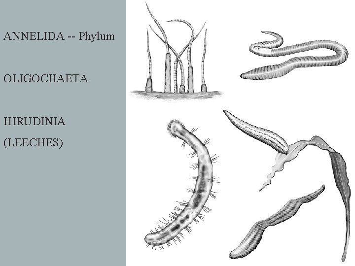 ANNELIDA -- Phylum OLIGOCHAETA HIRUDINIA (LEECHES) 