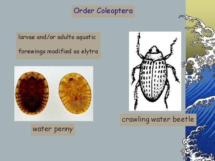 Order Coleoptera larvae and/or adults aquatic forewings modified as elytra water penny crawling water