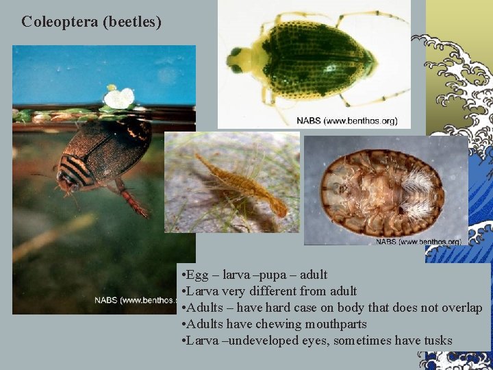 Coleoptera (beetles) • Egg – larva –pupa – adult • Larva very different from