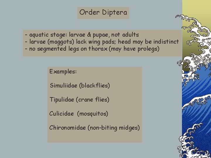 Order Diptera - aquatic stage: larvae & pupae, not adults - larvae (maggots) lack