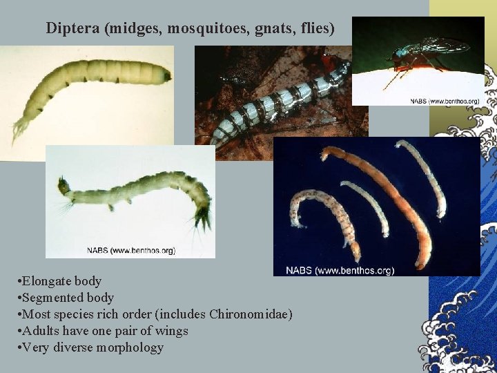 Diptera (midges, mosquitoes, gnats, flies) • Elongate body • Segmented body • Most species