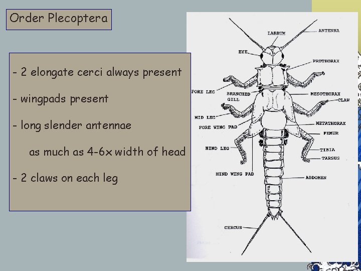Order Plecoptera - 2 elongate cerci always present - wingpads present - long slender