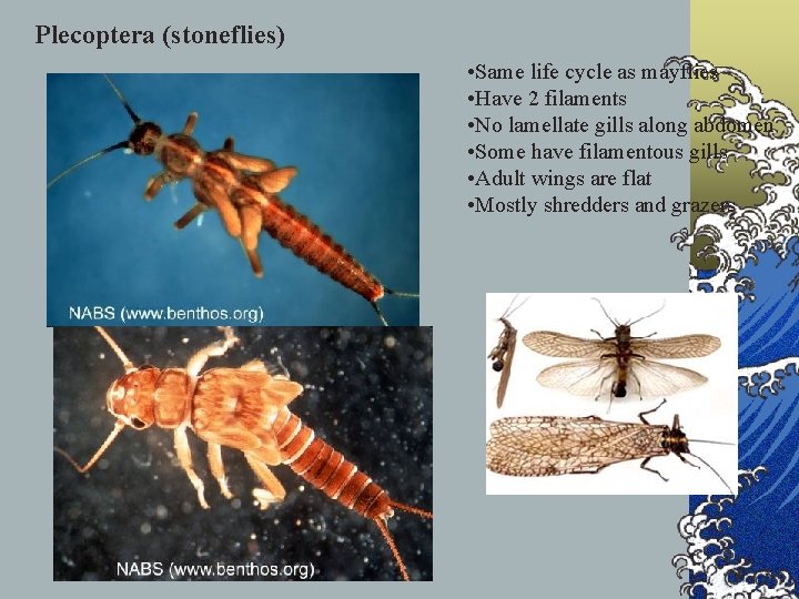 Plecoptera (stoneflies) • Same life cycle as mayflies • Have 2 filaments • No