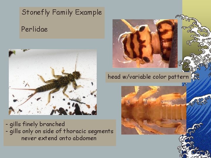 Stonefly Family Example Perlidae head w/variable color pattern - gills finely branched - gills