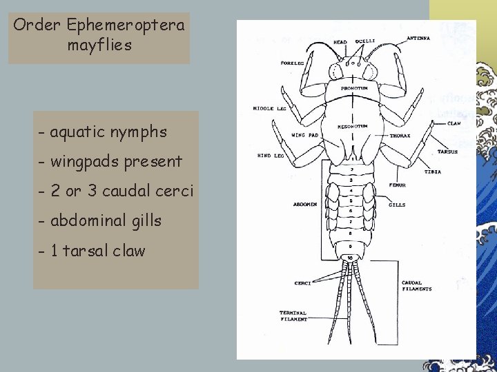 Order Ephemeroptera mayflies - aquatic nymphs - wingpads present - 2 or 3 caudal