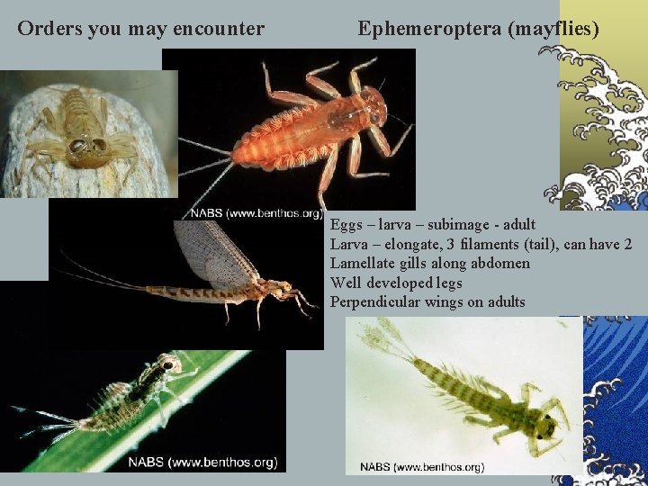 Orders you may encounter Ephemeroptera (mayflies) Eggs – larva – subimage - adult Larva