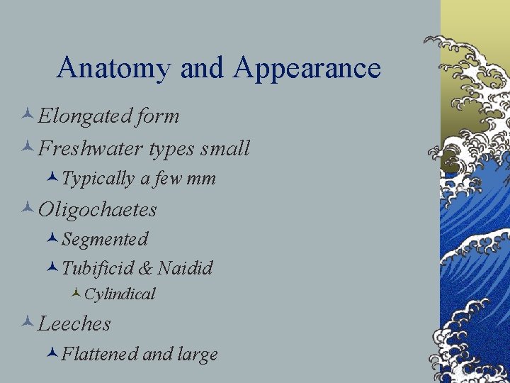 Anatomy and Appearance ©Elongated form ©Freshwater types small ©Typically a few mm ©Oligochaetes ©Segmented