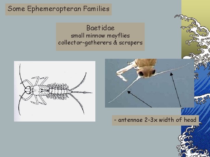 Some Ephemeropteran Families Baetidae small minnow mayflies collector-gatherers & scrapers - antennae 2 -3