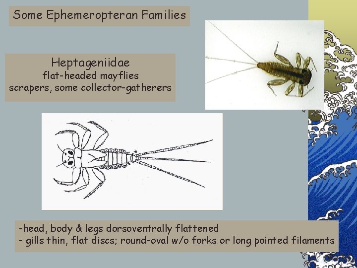 Some Ephemeropteran Families Heptageniidae flat-headed mayflies scrapers, some collector-gatherers -head, body & legs dorsoventrally
