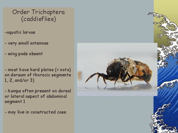 Order Trichoptera (caddisflies) -aquatic larvae - very small antennae - wing pads absent -