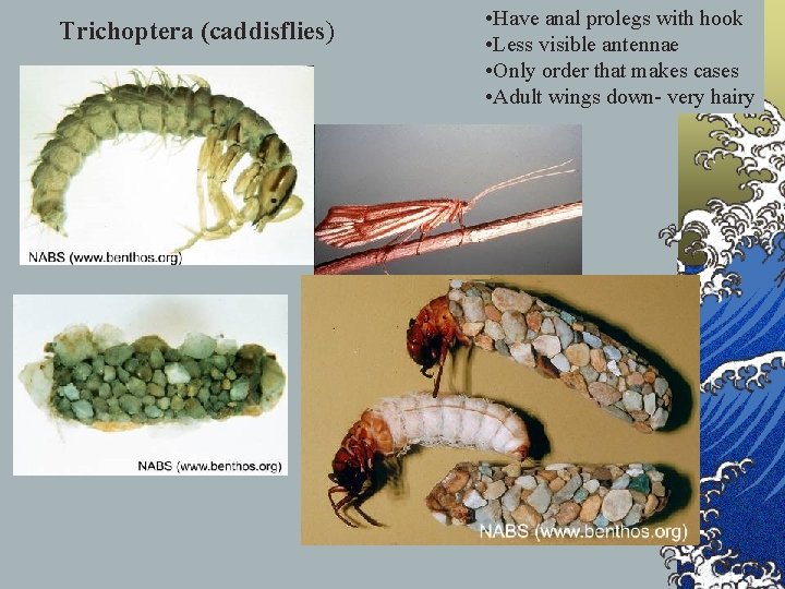 Trichoptera (caddisflies) • Have anal prolegs with hook • Less visible antennae • Only