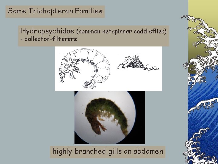 Some Trichopteran Families Hydropsychidae (common netspinner caddisflies) - collector-filterers highly branched gills on abdomen